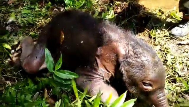 Watch video: Tamil Nadu foresters reunite baby elephant with its mother Watch video: Tamil Nadu foresters reunite baby elephant with its mother