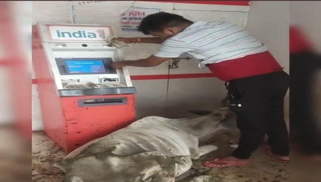 Viral video: ATM turns into shelter for cow, man struggles to withdraw cash Viral video: ATM turns into shelter for cow, man struggles to withdraw cash