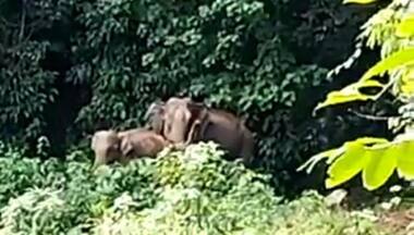 Watch: Mother elephant thanks forest officials for reuniting her baby with her