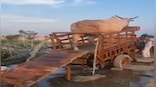 Watch: Video of innovative irrigation technique using cattle goes viral, internet has mixed reactions