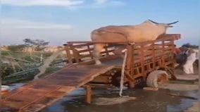 Watch: Video of innovative irrigation technique using cattle goes viral, internet has mixed reactions