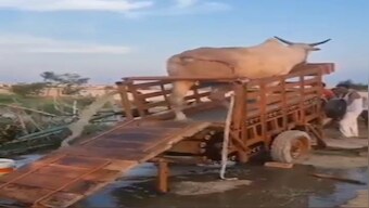 Watch: Video of innovative irrigation technique using cattle goes viral, internet has mixed reactions