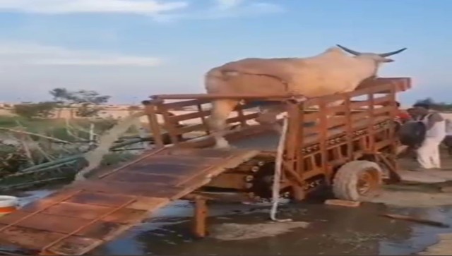 Watch: Video of innovative irrigation technique using cattle goes viral, internet has mixed reactions Watch: Video of innovative irrigation technique using cattle goes viral, internet has mixed reactions