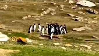 Watch: Adorable penguin brings back its friend from wrong group