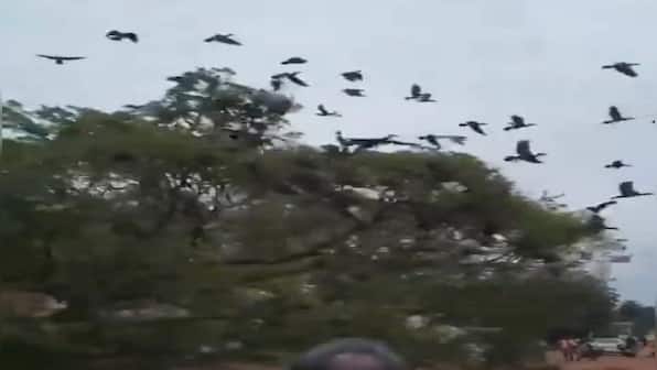 Watch: Axing of tree in Malappuram takes a toll on score of birds