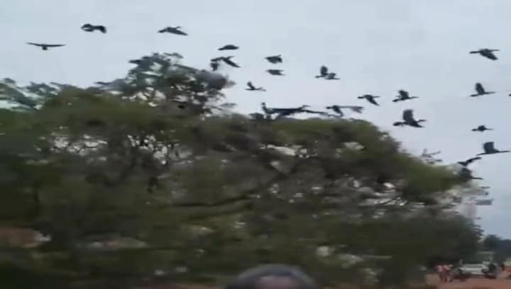 Watch: Axing of tree in Malappuram takes a toll on score of birds