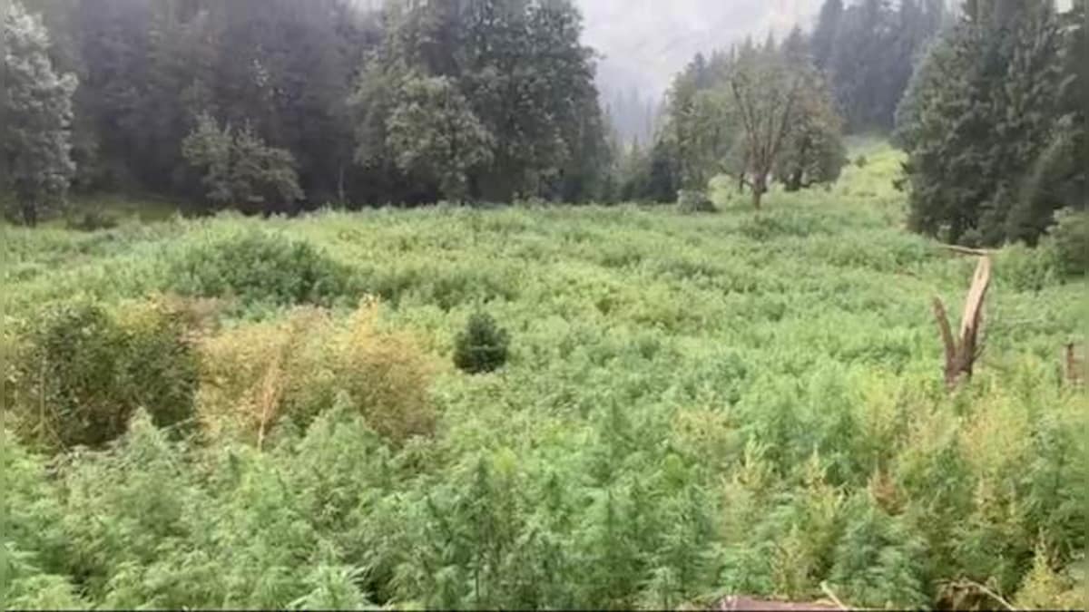 Narcotics bureau staff destroy illegal cannabis growing across 1,032 hectares in Himachal