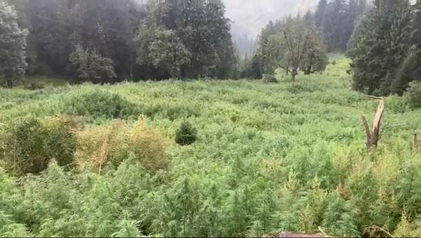 Narcotics bureau staff destroy illegal cannabis growing across 1,032 hectares in Himachal Narcotics bureau staff destroy illegal cannabis growing across 1,032 hectares in Himachal