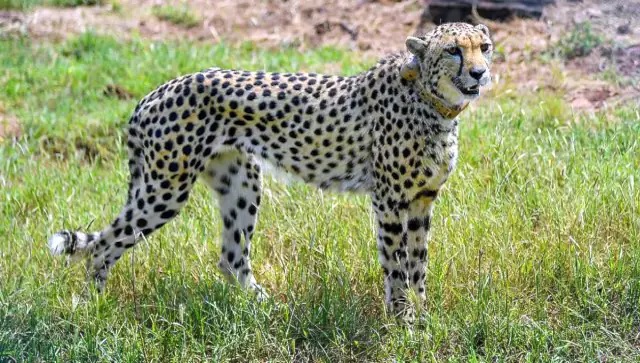 Cheetahs are back in India: Know the world’s fastest predator that constantly lives in fear Cheetahs are back in India: Know the world’s fastest predator that constantly lives in fear