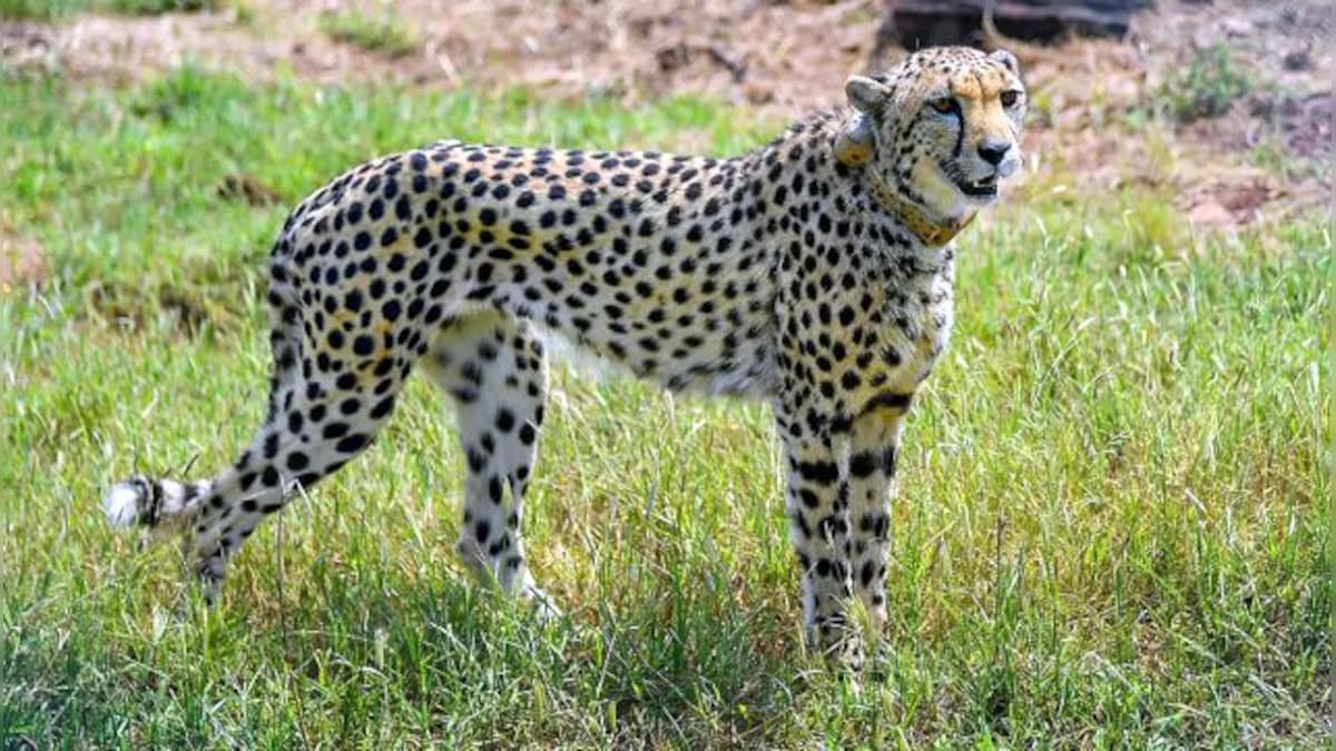 Cheetahs in Madhya Pradesh's Kuno isn't India's first attempt at reintroduction