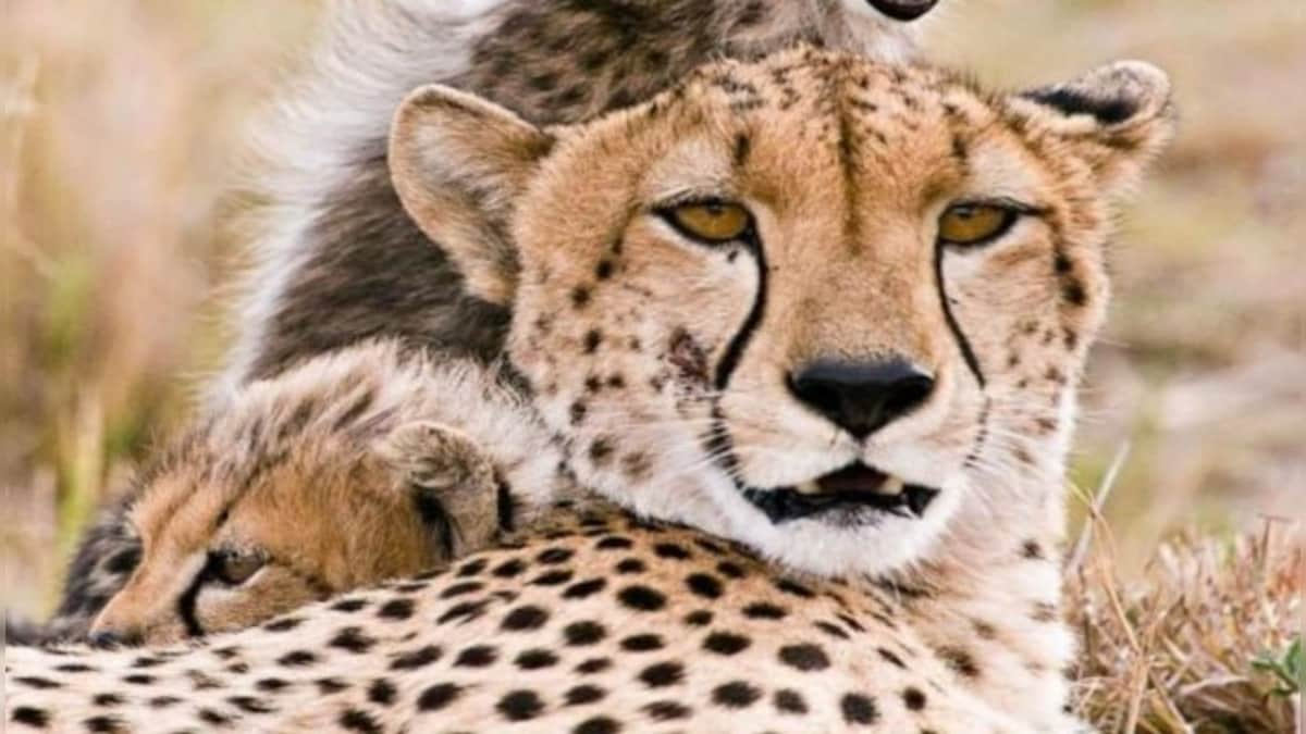 Explained: Will African cheetahs prosper in India?