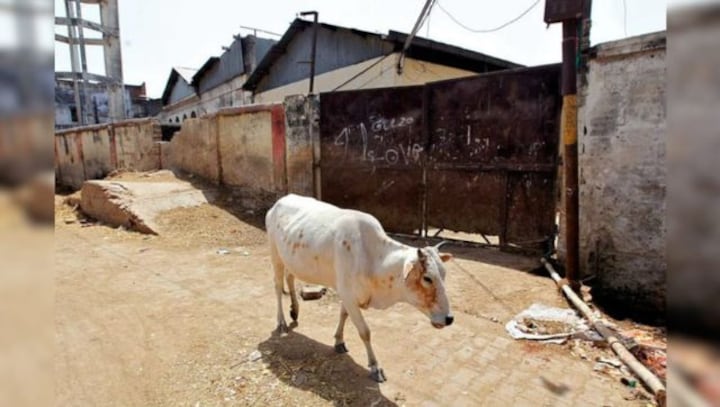 UP: Cattle smugglers caught in Bulandshahr after violent encounter