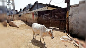 'Safe' to consume milk from cattle infected by Lumpy Skin Disease