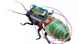 Insects & Bionics: Japanese researchers develop cyborg cockroaches for 'search and rescue operations'