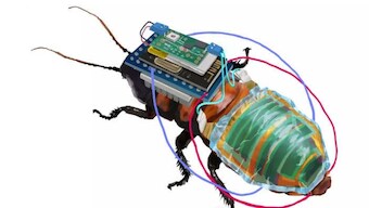 Insects & Bionics: Japanese researchers develop cyborg cockroaches for 'search and rescue operations'