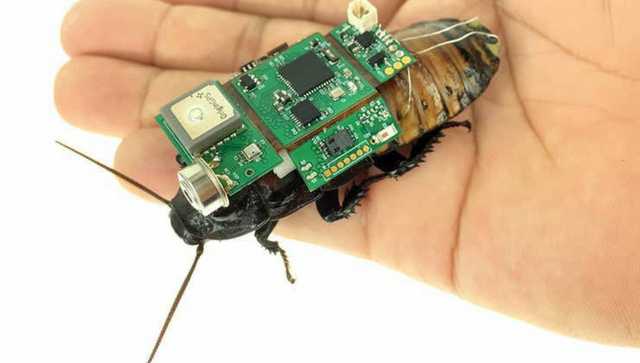 Rise of robo-roach, scientists use Madagascar hissing cockroach to create insect cyborgs that could help rescue missions Rise of robo-roach, scientists use Madagascar hissing cockroach to create insect cyborgs that could help rescue missions