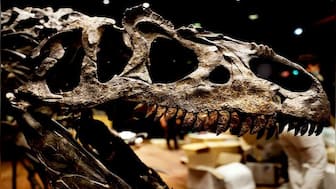 Dinosaurs were in decline even before extinction, claim Chinese Academy of Sciences researchers