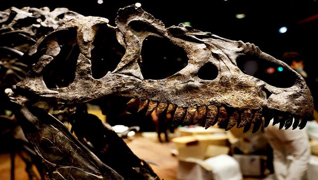 Dinosaurs were in decline even before extinction, claim Chinese Academy of Sciences researchers Dinosaurs were in decline even before extinction, claim Chinese Academy of Sciences researchers