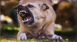 Mutt Menace: Do we need stricter norms to deal with the rise in attacks by pet dogs?