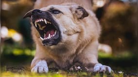 Mutt Menace: Do we need stricter norms to deal with the rise in attacks by pet dogs?