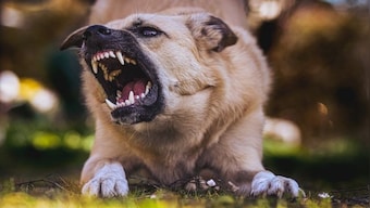 Mutt Menace: Do we need stricter norms to deal with the rise in attacks by pet dogs?