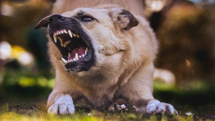 Mutt Menace: Do we need stricter norms to deal with the rise in attacks by pet dogs?