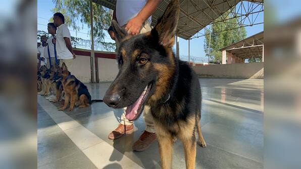 Cats and Dogs: 'Super Sniffer' dog squad to protect Namibian cheetahs from poachers at Kuno