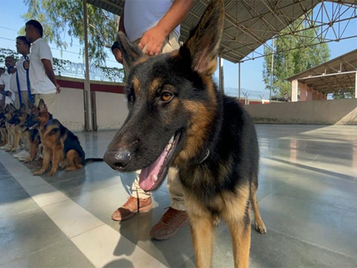 Cats and Dogs: 'Super Sniffer' dog squad to protect Namibian cheetahs from poachers at Kuno