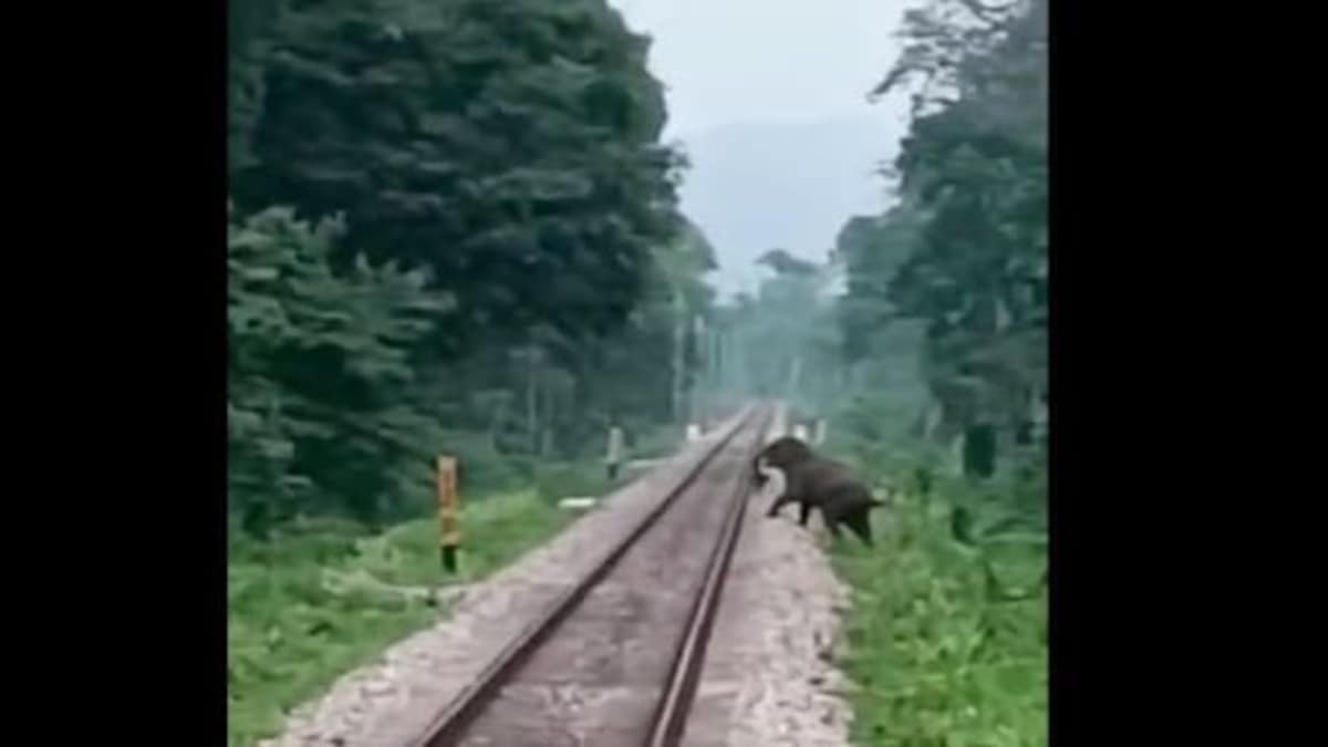 Elephant deaths in train accidents: Sensitive points across 1,800 km of railway tracks identified