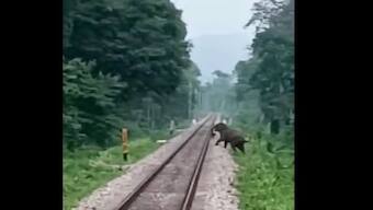 Two wild elephants, including calf, killed by Rajdhani Express in Assam's Jorhat