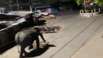 West Bengal: Man killed by wild elephant in Jhargram, seventh death in 15 days