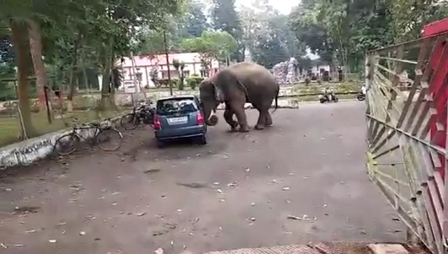 Watch: Elephant tries to break into car in Guwahati, internet thinks he's found a 'toy' Watch: Elephant tries to break into car in Guwahati, internet thinks he's found a 'toy'