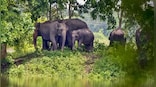 'Tax deduction': Elephants being fed sugarcane from loaded truck awes internet