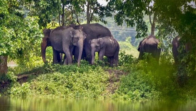 'Tax deduction': Elephants being fed sugarcane from loaded truck awes internet 'Tax deduction': Elephants being fed sugarcane from loaded truck awes internet