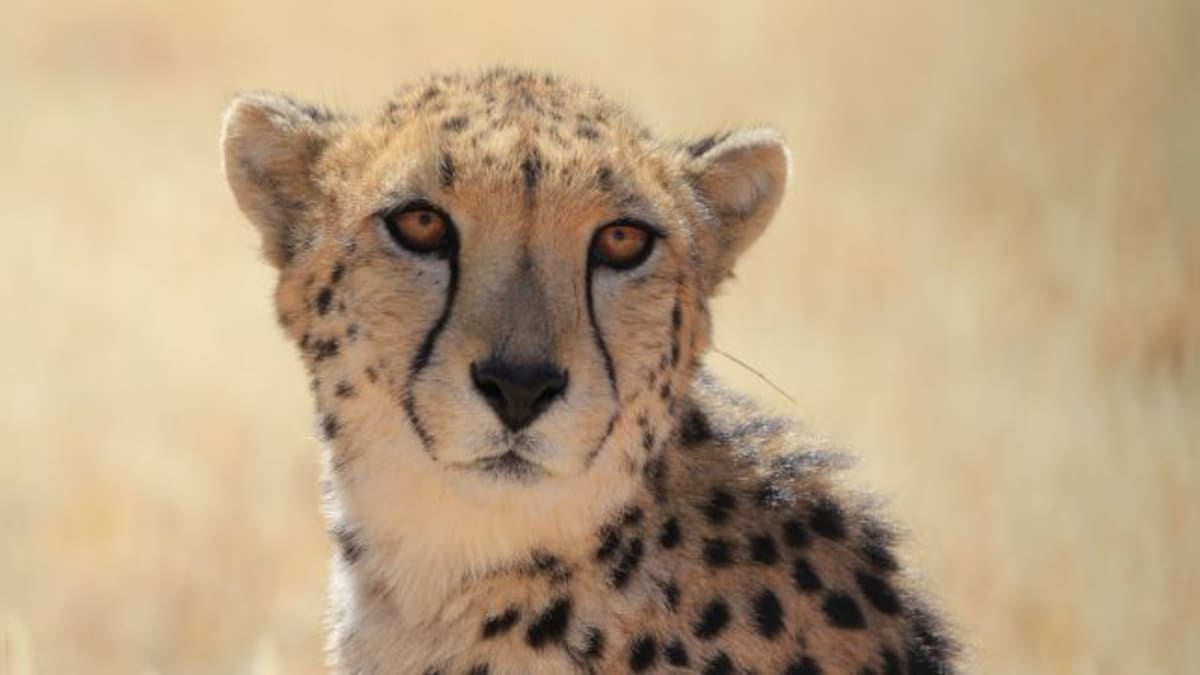 Nationalism divides even Cheetahs: South African, Namibian big cats clash at Kuno National Park, one injured