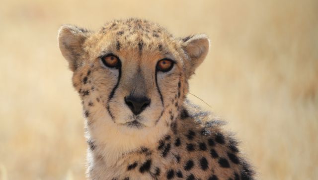 Nationalism divides even Cheetahs: South African, Namibian big cats clash at Kuno National Park, one injured Nationalism divides even Cheetahs: South African, Namibian big cats clash at Kuno National Park, one injured