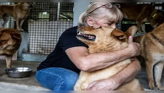 A Ruff Ride: Why Hong Kong residents are abandoning their pets
