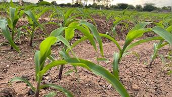 Natural farming: Is India ready to bring 14 million hectares land under organic agriculture?