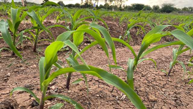 Natural farming: Is India ready to bring 14 million hectares land under organic agriculture? Natural farming: Is India ready to bring 14 million hectares land under organic agriculture?