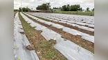 Why one needs to take criticism of PM Narendra Modi’s organic farming policy with a pinch of salt