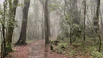 Touch of ethereal in Meghalaya: Gods of the sacred grove