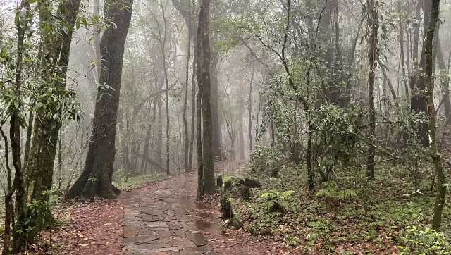 Touch of ethereal in Meghalaya: Gods of the sacred grove Touch of ethereal in Meghalaya: Gods of the sacred grove