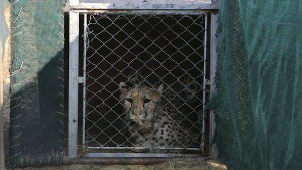An overnight flight, helicopter ride, and quarantine: The journey of cheetahs from Namibia to India