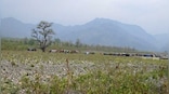 Monsoon flooding washes away Iconic Haldu tree on Jakhan river near Dehradun that Paul McCartney took a picture with