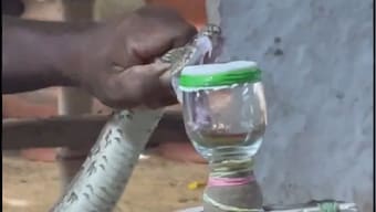 Watch: Irula snake catcher extracts reptile's venom with bare hands, internet stunned