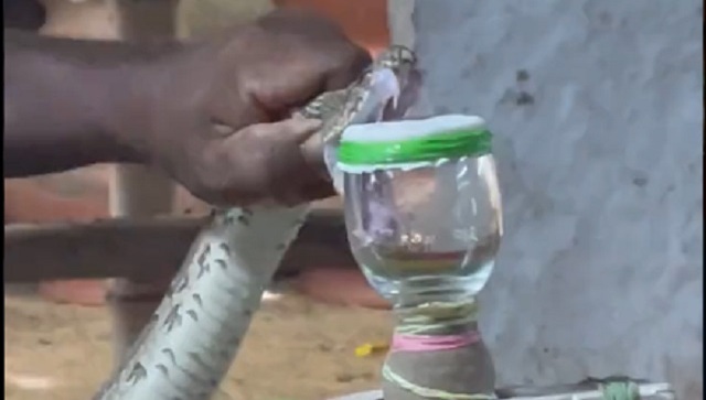 Watch: Irula snake catcher extracts reptile's venom with bare hands, internet stunned Watch: Irula snake catcher extracts reptile's venom with bare hands, internet stunned
