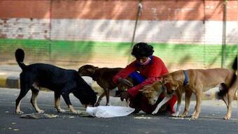 Not Dogs’ Own Country: Why Kerala is seeking Supreme Court’s permission to kill strays