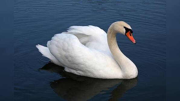 Mother swan carries chick on back as rest of family fall in line; video wins hearts