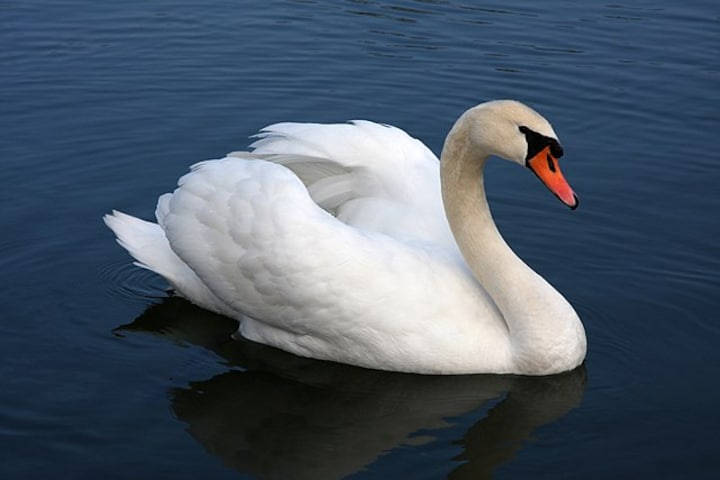Mother swan carries chick on back as rest of family fall in line; video wins hearts