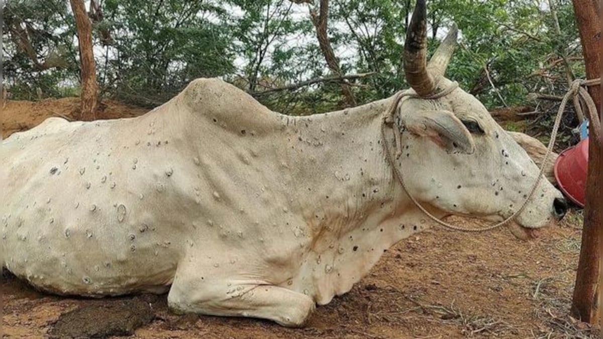 Madhya Pradesh: Cattle recover from lumpy skin disease, zero casualties reported in 10 days